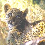 leopard cub